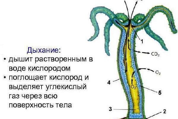 Кракен сайт сегодня